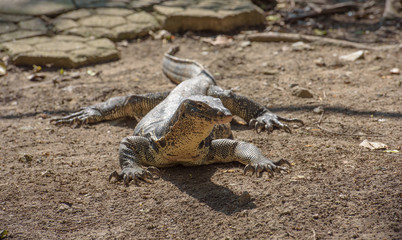 Asian water monitor