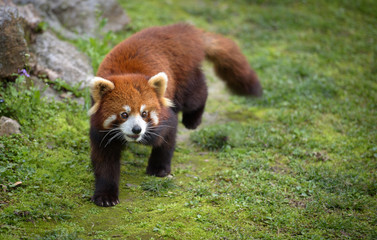 Red panda going for a walk