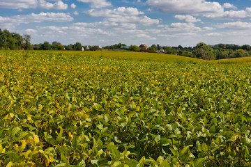 Fototapeta na wymiar Field with seedling. Agriculture landscape