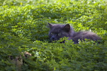 Cat hunting in the grass