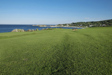 種差海岸の天然芝生