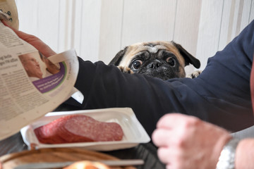 Hund - Mops bettelt am Frühstückstisch