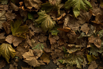 autumn leaves background