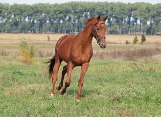 Beautiful chestnut horse trotting at the green meadow