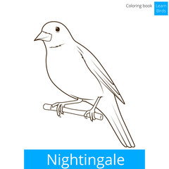 Nightingale learn birds coloring book vector