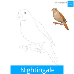Nightingale bird learn to draw vector