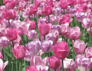 Pink tulips green leaves closeup blur for background copy space.