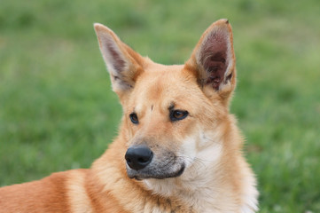 Portrait of red dog