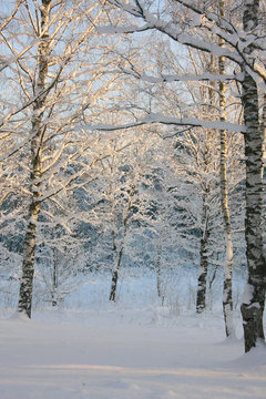 Fototapeta beautiful winter landscape with snowy forest 