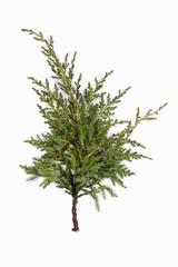 Juniperus pfitzeriana branch isolated