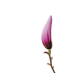 Pink magnolia flower bud isolated on white