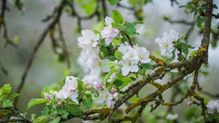 Blühende Kirsche Baum im Frühling 