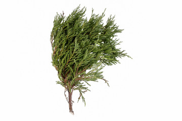 Juniperus sabina branch isolated