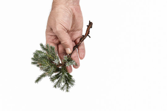 Man Holding Juniperus Squamata Branch