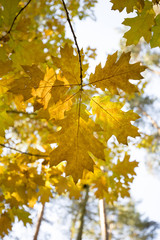 Fototapeta premium Autumn oak leaves