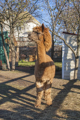 Obraz premium Brown alpaca on the farm