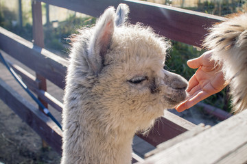 Cute baby alpaca