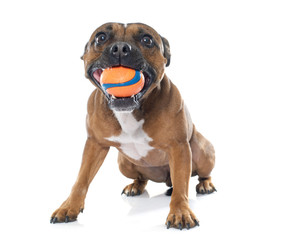 stafforshire bull terrier