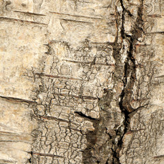 Birch bark texture.