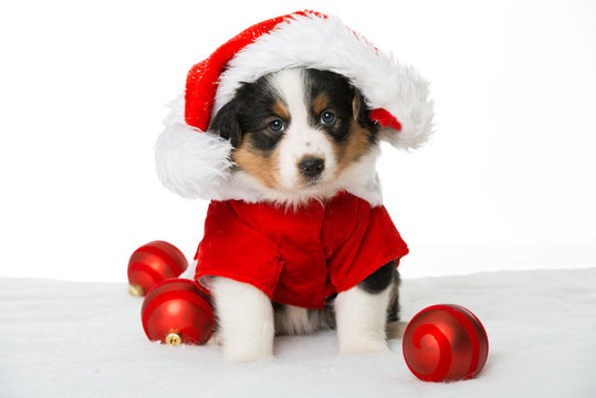 Weihnachtswelpe