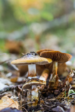 Mushrooms photographed in their natural environment.