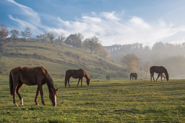Obraz premium Herd of Horses 