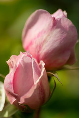 Pretty pink roses