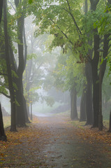 Alley in the autumn park in fog, during rainy day