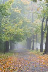 Alley in the autumn park in fog, during rainy day