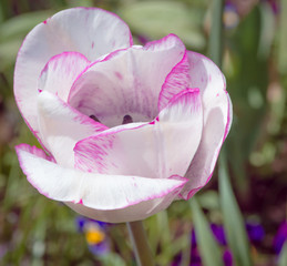 Einer weißen lila  Tulpen im Garten