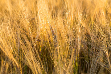 Wheat field