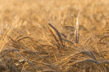 ears of yellow wheat field