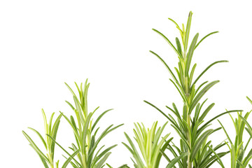 Branches of rosemary on a white background