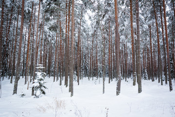 Winter pine tree forest
