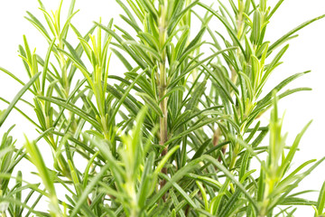 Obraz premium Branches of rosemary on a white background