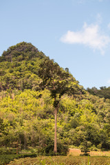 Obraz premium tree in forest