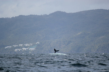 Obraz premium Горбатый кит / Megaptera novaeangliae / humpback whale