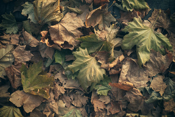 autumn leaves background