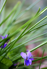 garden violet blooms profusely lilac flowers