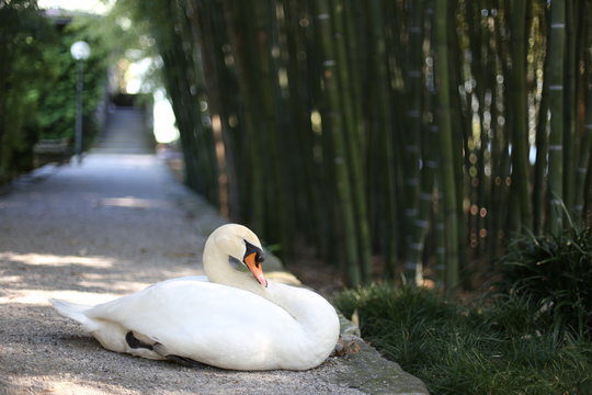 Cigno maschio