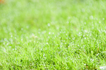 Wet grass with blur