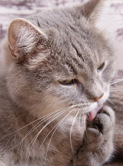 Naklejka na ściany i meble Muzzle of the gray cat licking a paw