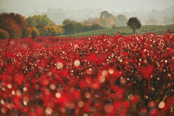 jesienna panorama w czerwieni 