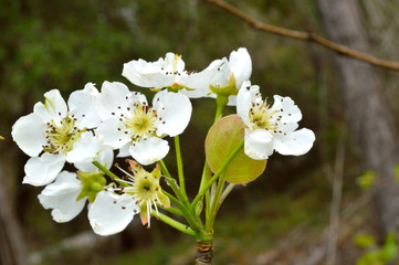 White wild pear tree blossoms, closeup in woods