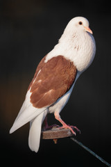 Taube braun weiss 