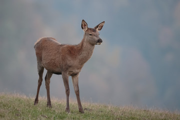 Rotwild 