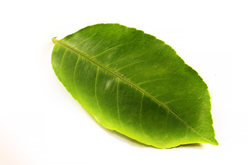 Fototapeta na wymiar Green leaf photographed
