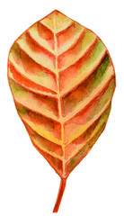 Autumn leaf isolated on white background. watercolor painting