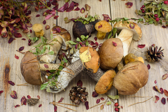 Bunch of boletus mushrooms with autumn leaves on wood.