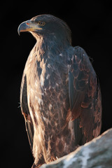 Steinadler 